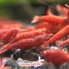 Red Sakura Garnele - 5er Gruppe
