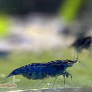 Blue Dream Garnele (10 Stück)