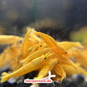 Orange Sakura Garnele (10 Stück)